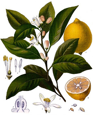 CITRUS LIMONUM